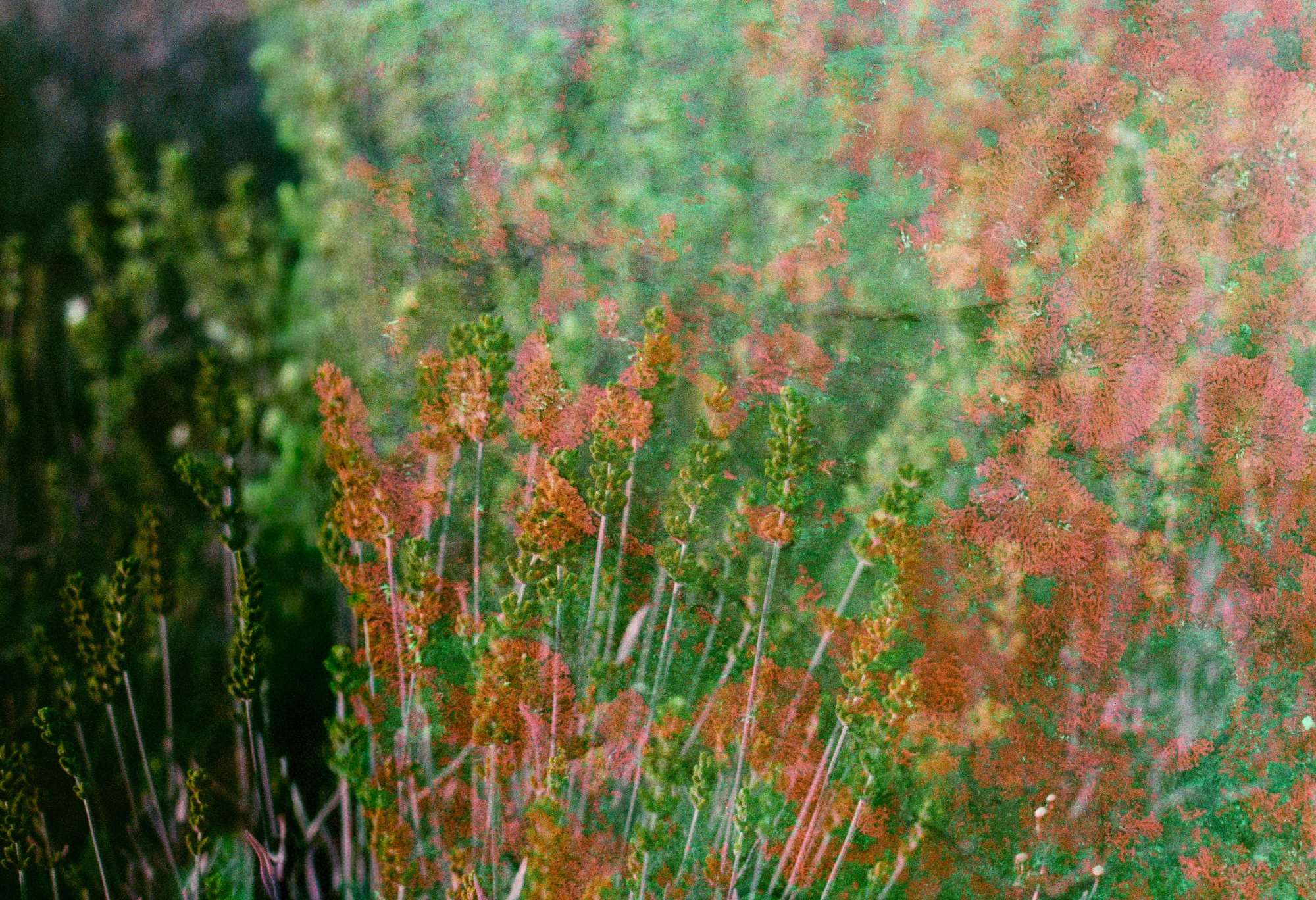 Mycélium en fleurs