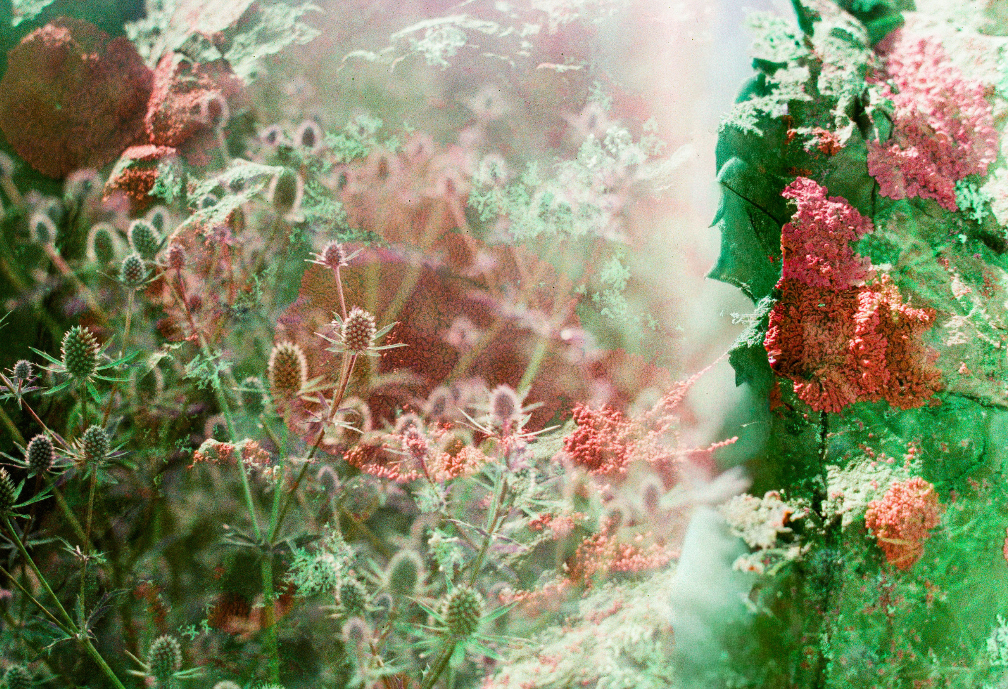 Mycélium en fleurs