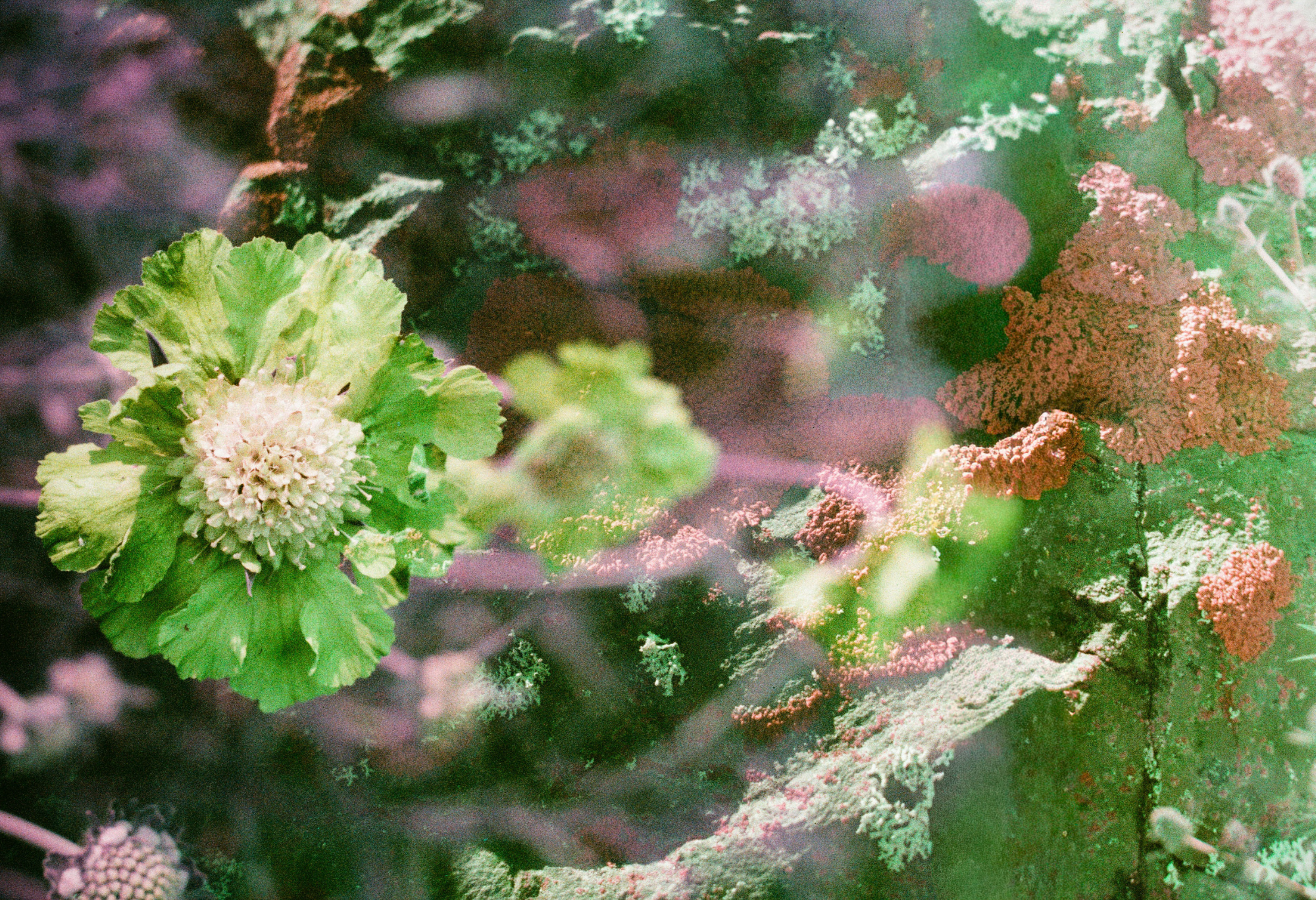 Mycélium en fleurs