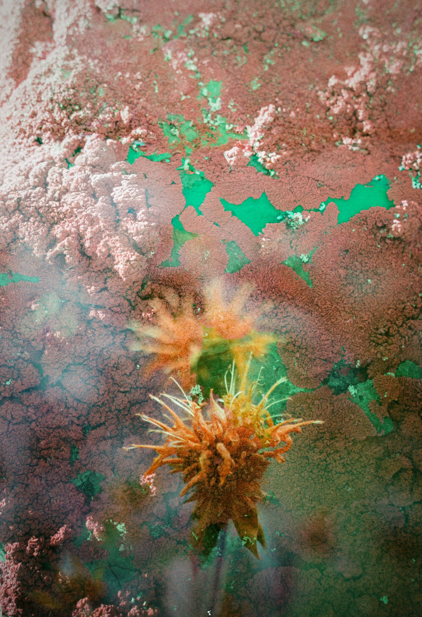 Mycélium en fleurs