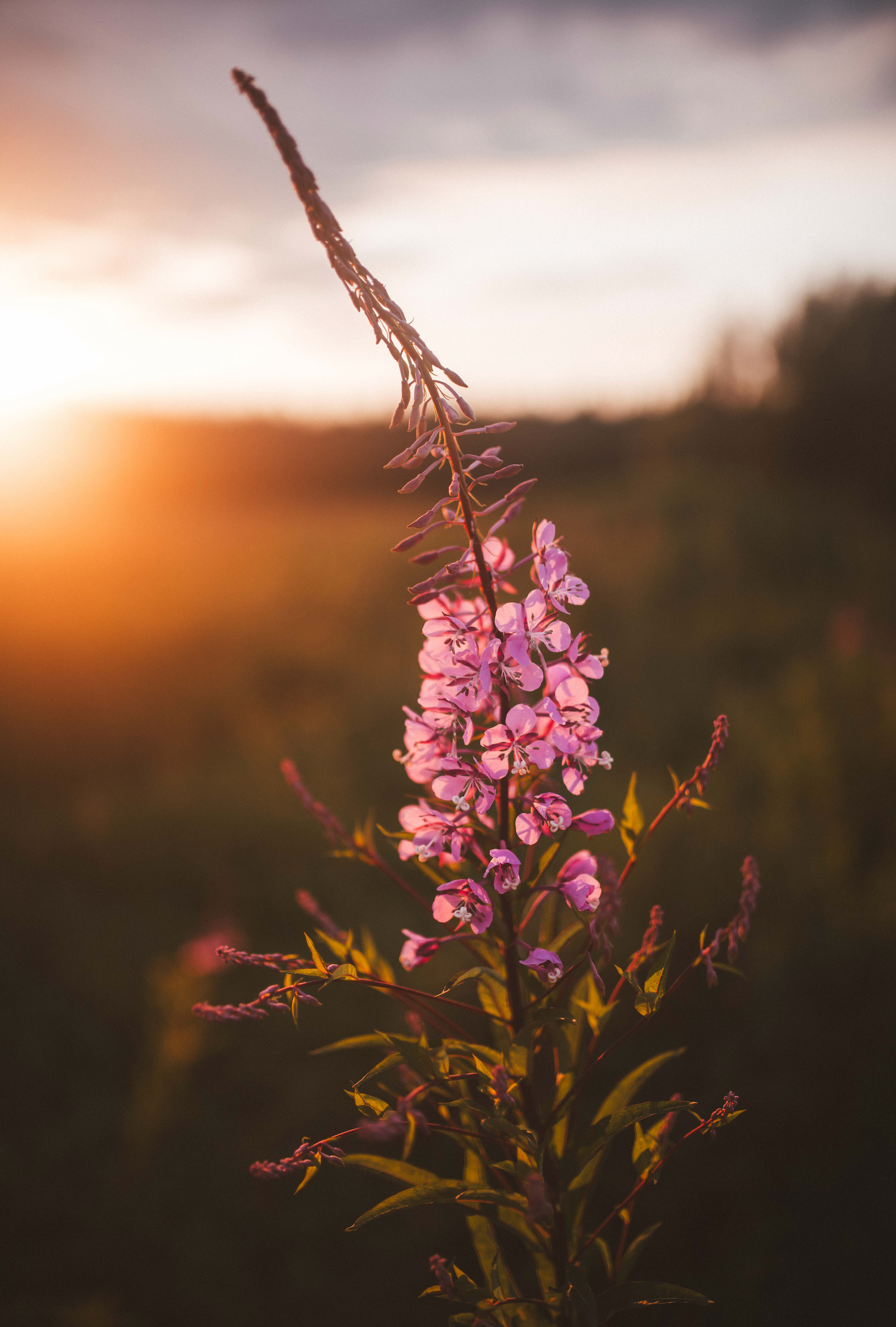 Fleur de feu