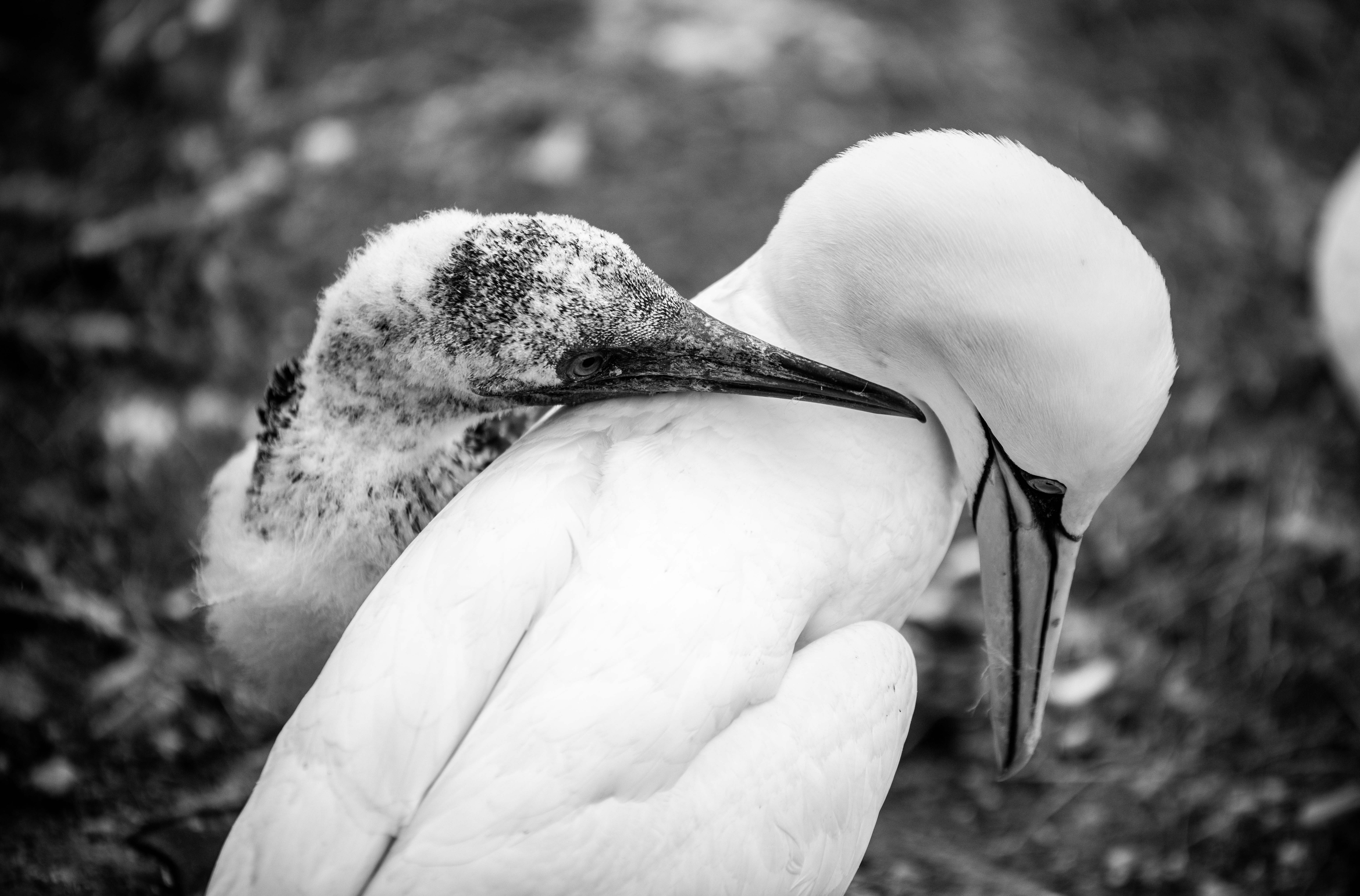 Motherhood
