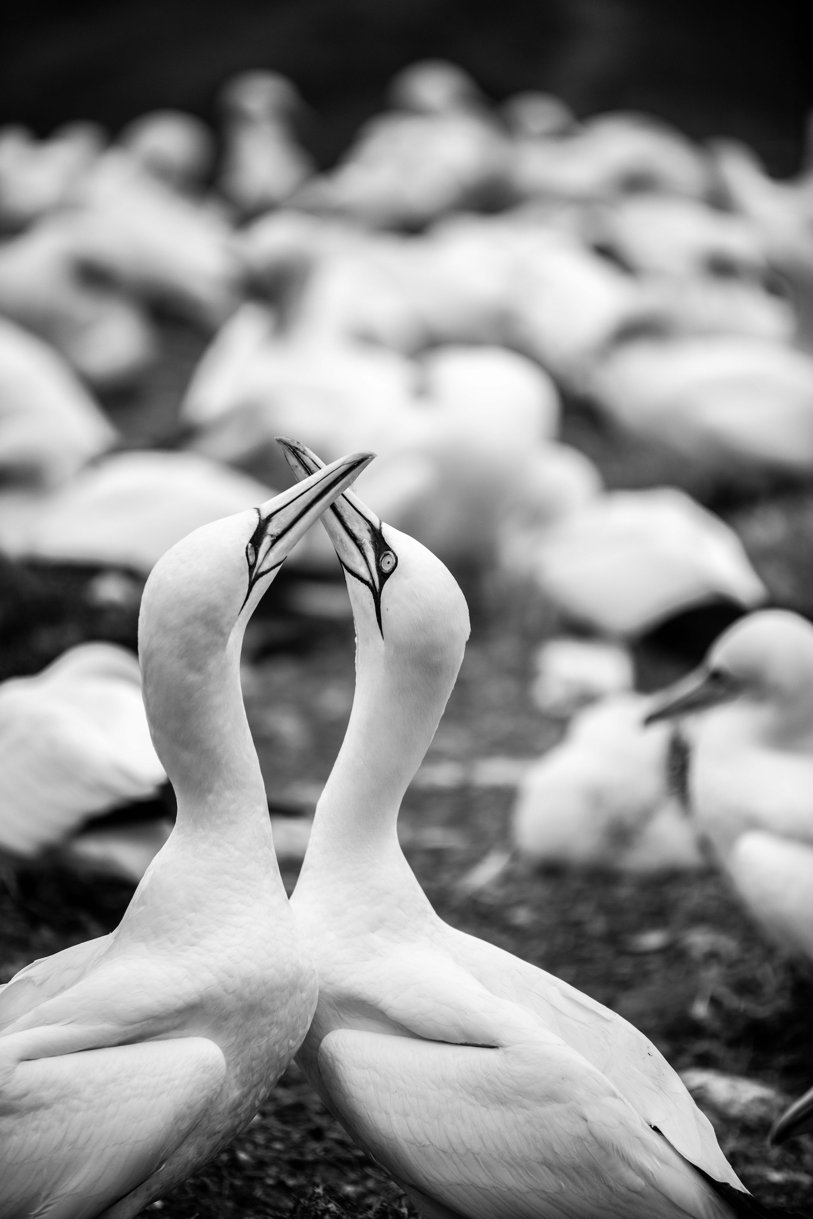 Fous d'amour