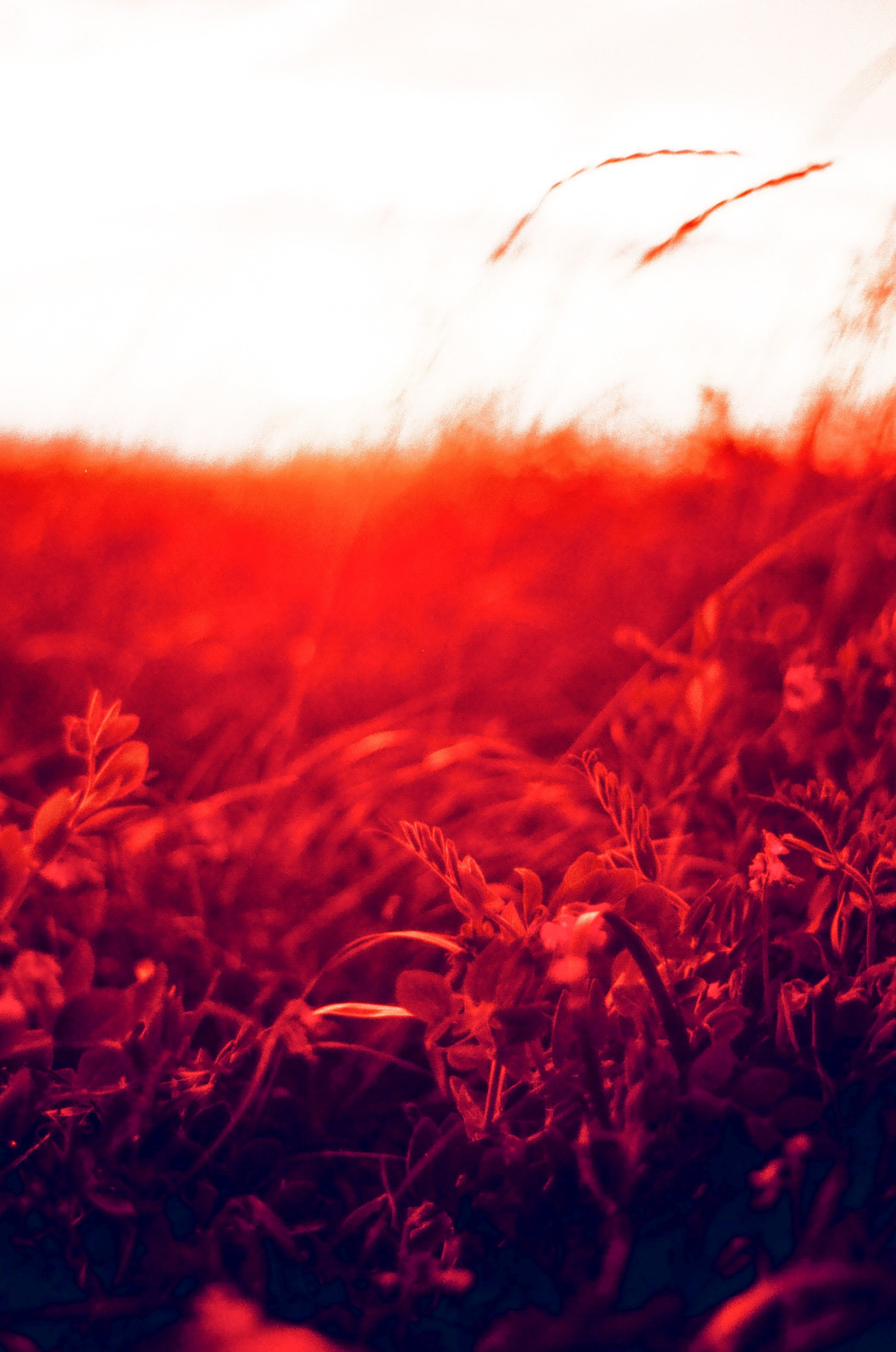 Le soleil rouge